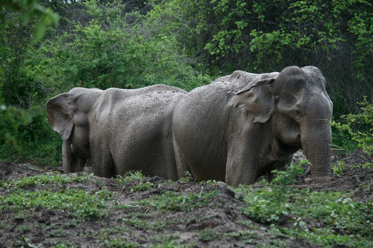 Yala Nationaal Park - Sri Lanka